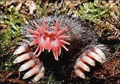 On finit le quiz en "beauté" ! De quoi s'agit-il ?