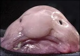 Bizarre ce gros nez... Qu'est-ce que le blobfish ?