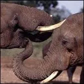 Ne vous y trompez pas, c'est bien l'éléphant qui a le plus grand "nez" ! 
Laquelle de ces affirmations concernant la trompe de l'éléphant est fausse ?