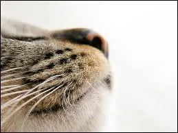Voici un museau bien connu ! 
Si le nez de mon chat est chaud et sec, est-il forcément malade ?