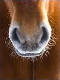 Quel terme ne convient pas à l'anatomie nasale du cheval ?
