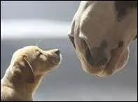 Où se trouve la truffe ?