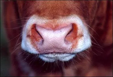 A part celui des vaches et des autres ruminants, 
le museau de quel animal est aussi appelé "mufle" ?