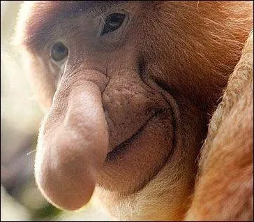 On quitte nos vaches et nos cochons pour partir autour du monde...
Connaissez-vous l'espèce de ce singe au nez mou et proéminent ?