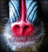 A qui appartient ce nez très coloré ?