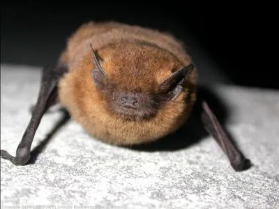 Quel est le nom de cet animal ?