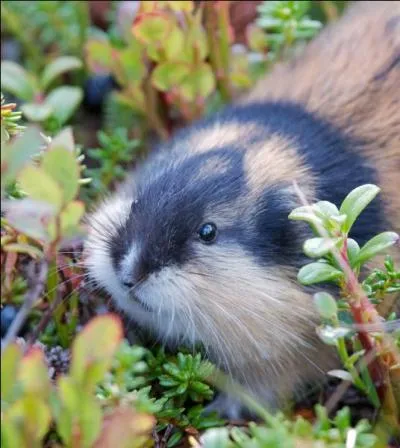 Quel est le nom de cet animal ?