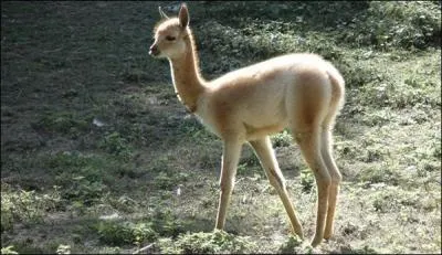 Quel est le nom de cet animal ?