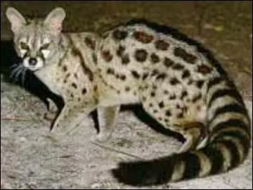 Quel est le nom de cet animal ?