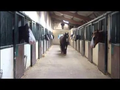 Dans la nature, le cheval est-il plutôt prédateur ou proie ?