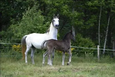 Que faut-il pour monter un cheval en équitation classique ?
