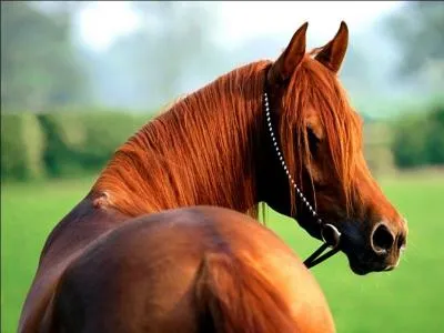 Quelle est l'humeur de ce cheval ?