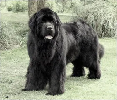 Quelle est la spécialité du chien de race terre-neuve ?