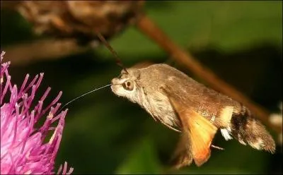 Cet animal possède une longue trompe pour butiner les fleurs. Quel est son nom ?