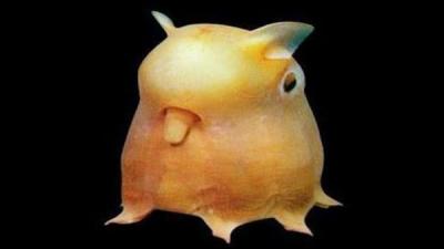 Cet animal est souvent appelé "pieuvre dumbo" et a la particularité d'avoir un corps en forme de patte d'éléphant. Il vit dans les profondeurs allant jusqu'à 7 000 mètres. Quel est son nom ?