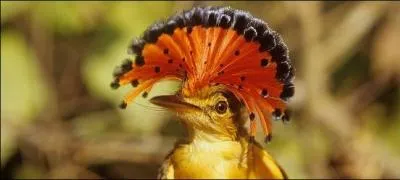 Cet animal fait partie de la famille des Tityridae et il vit en Amérique du Sud. Il est capable d'effrayer les prédateurs avec sa crête. Quel est son nom ?