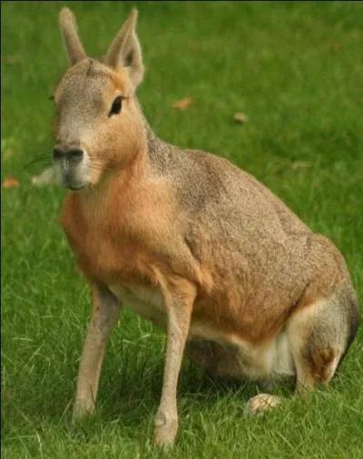 Cet animal fait partie de la famille des Cavidés et il vit en Argentine. Quel est son nom ?