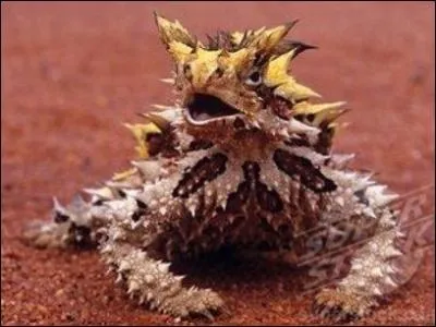 Cet animal vit en Australie et il est de taille moyenne, la couleur de sa peau varie. Quel est son nom ?