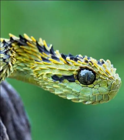 Cet animal vit en Afrique, il est très venimeux et il peut atteindre maximum jusqu'à 78 cm. Quel est son nom ?