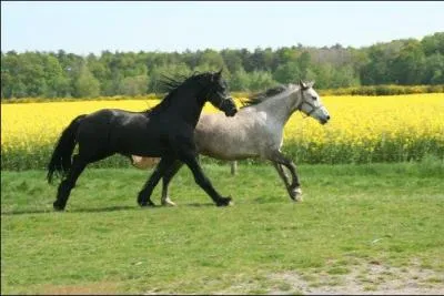 Matière qui résulte de la décomposition des végétaux :