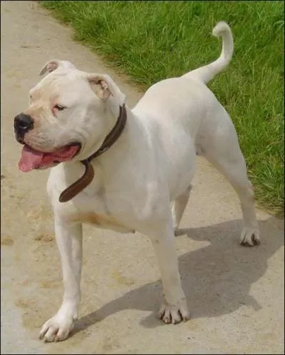 À quelle race appartient ce chien ?