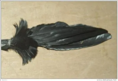 Trochures et chevillures surplombent la tête du roi des forêts !