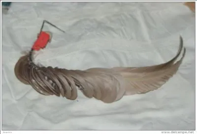 Trouvez ce mot, illico presto, ou vous y perdrez votre latin !