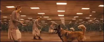 Dans la simulation, entre quoi et quoi Tris doit-elle choisir ?