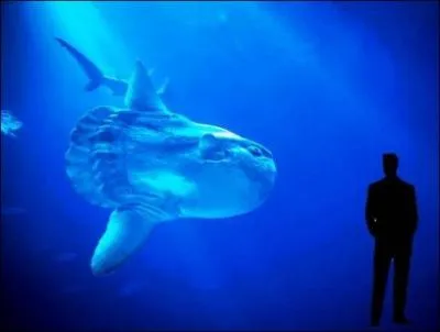 Quel est le plus grand animal du monde ?