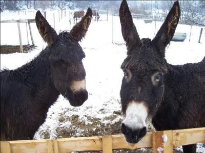 Que faut-il retenir de la légende de l'âne de Buridan ?
