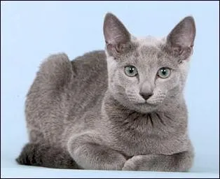 Trouvez la race de ce chat.