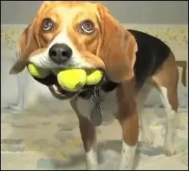 Quel job de vacances ce chien a-t-il déniché ?