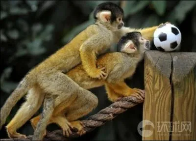 Quelle équipe nationale a remporté la première Coupe du monde de football en 1930 ?