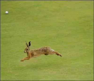 Quel est le sport préféré de ce lièvre ?