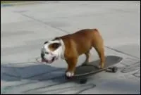 Retrouvez le skateur célèbre parmi les sportifs proposés :