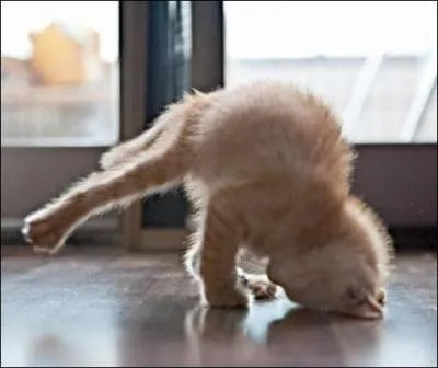 En gymnastique, comment appelle-t-on la figure tentée par ce chaton ?