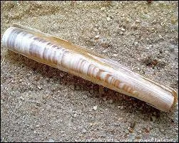 A quelle famille appartient le couteau que l'on trouve en bord de mer ?