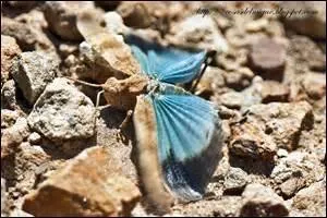 Une gerbe d'éclairs bleus pour vous surprendre quand vous randonnez dans les chemins pierreux des moyennes montagnes.
Que sont ces insectes invisibles au sol en raison de leur homochromie ?