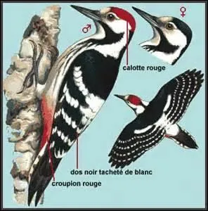 Cet oiseau est l'un des symboles du milieu forestier, bien que plutôt rare. Quel nom porte-t-il ?