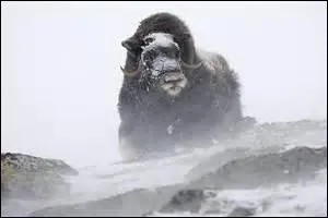Quel animal d'apparence paisible a été réintroduit dans le Dovrefjell norvégien ?