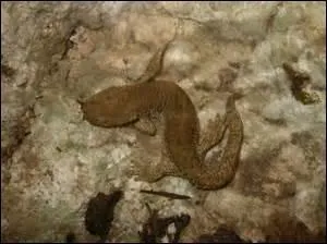 Il existe des amphibiens montagnards. À quelle famille appartient l'euprocte des Pyrénées ?