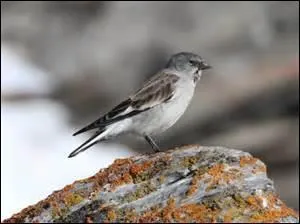 Dans quel environnement, la niverolle, aimant se réfugier dans des anfractuosités ou sous les rochers, niche-t-elle ?