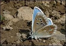 Le Plebicula golgus est un papillon se nommant joliment : "azuré bétique". 
Où avez-vous la chance de le rencontrer ?