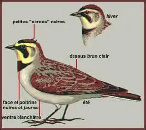 On trouve cet oiseau d'allure espiègle, en raison de ses petites cornes, dans les Balkans et en Turquie.
Quel est-il ?