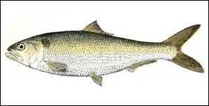 L'alose fait des feintes, elle remonte les cours d'eau depuis la mer qui est son milieu naturel.