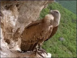 Quel oiseau verrez-vous voler majestueusement au-dessus des gorges de la Jonte, situées dans les Cévennes ?