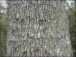 Le prochain est un fruit, c'est le Ci...