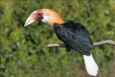 Ce calao est classé dans la catégorie "Préoccupation mineure" par l'UICN (Union mondiale pour la conservation de la nature) :