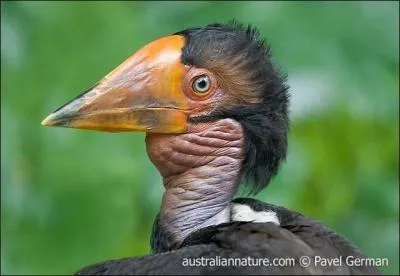 Ce calao est la seule espèce du genre "Rhinoplax", c'est un :