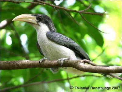 Ce calao est endémique de son pays d'origine :